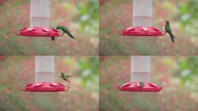 在喂鸟器上的雄性绿冠灿烂蜂鸟的慢动作剪辑