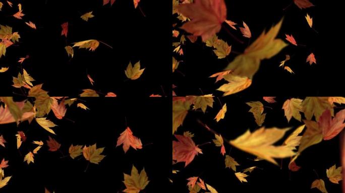 秋天的枫树，落叶在透明的背景上侧向落下