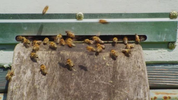 延时，快速运动。一群蜜蜂在夏日工作，飞进飞出一个旧的木制蜂巢。特写