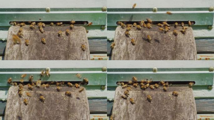 延时，快速运动。一群蜜蜂在夏日工作，飞进飞出一个旧的木制蜂巢。特写