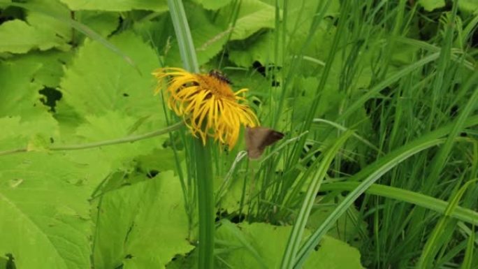 黄色草地花上的蝴蝶