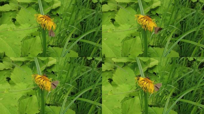 黄色草地花上的蝴蝶