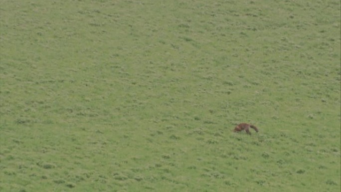 狐狸在草地上追赶老鼠