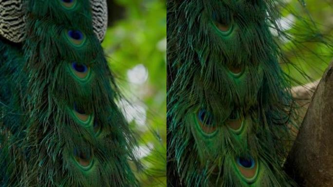 一只美丽的雄性孔雀在印度的森林中展示羽毛