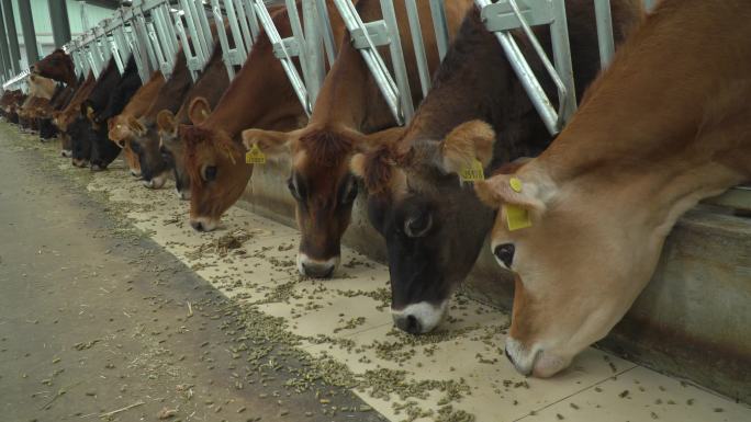 素材 养牛场航拍 花牛 牛肉 养殖场