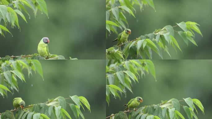 细雨中的野生鹦鹉站在树枝上