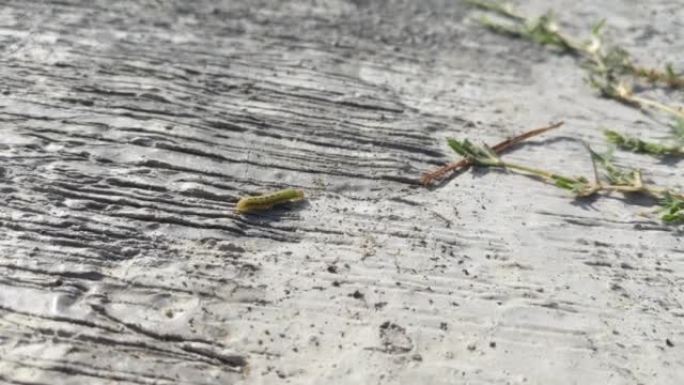 毛毛虫是鳞翅目成员的幼虫阶段。在水泥地板上行走