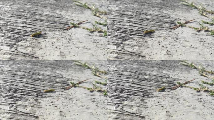 毛毛虫是鳞翅目成员的幼虫阶段。在水泥地板上行走