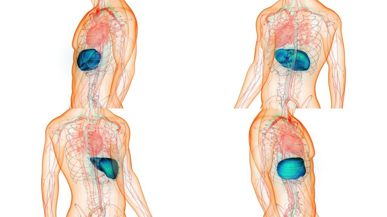 人体内消化器官肝脏解剖动画概念