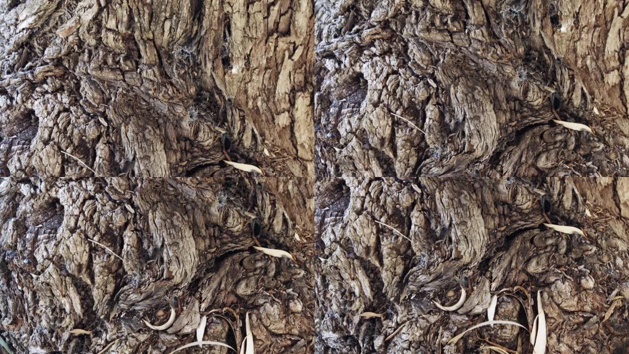 带有纹理和裂缝的老大树皮的抽象特写镜头