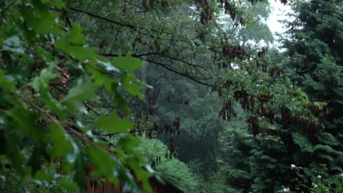 Rain in the park, spruce and pine trees in the rai