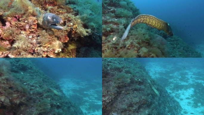 地中海海鳗走出洞