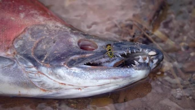 羊溪火焰峡谷中的Kokanee鲑鱼产卵并死亡后