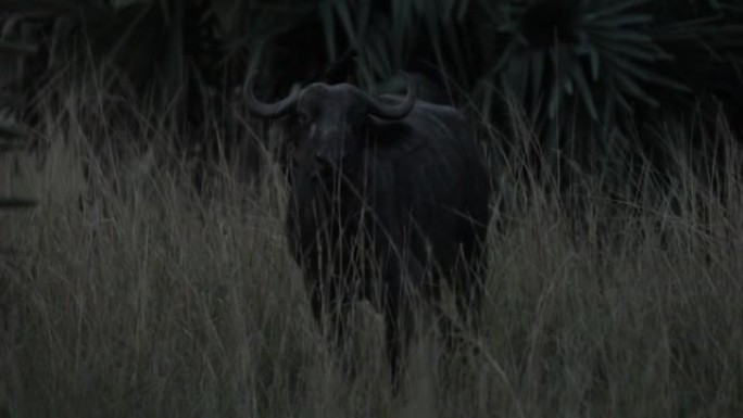 非洲水牛的慢动作，夜间在草原上背靠鸟类