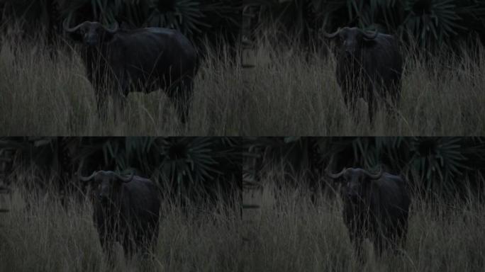 非洲水牛的慢动作，夜间在草原上背靠鸟类
