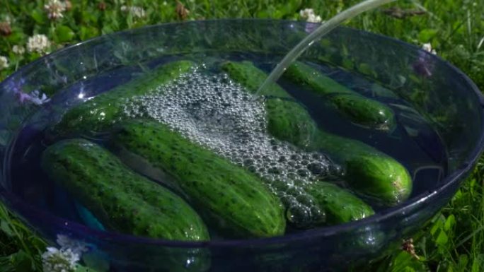 用臭氧加工黄瓜。沸腾的臭氧水。在水中注入臭氧用于消毒的蔬菜。健康食品概念。绿草背景。