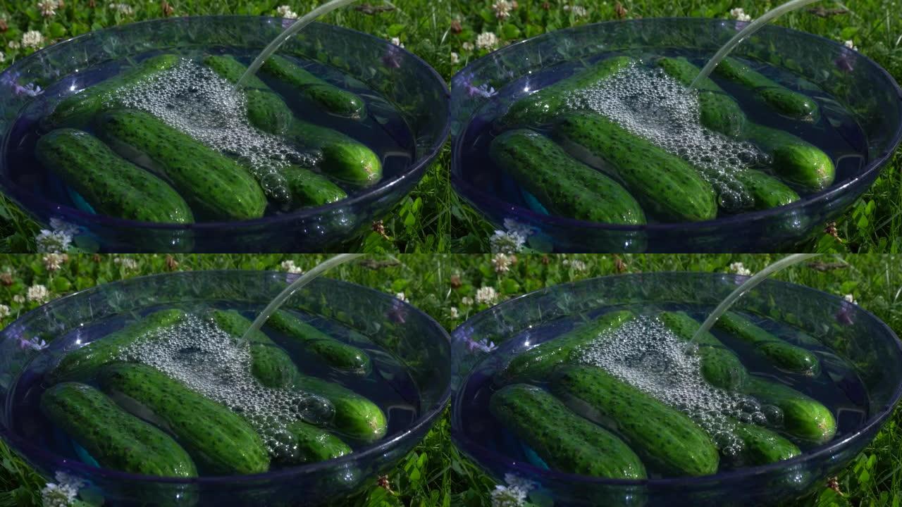 用臭氧加工黄瓜。沸腾的臭氧水。在水中注入臭氧用于消毒的蔬菜。健康食品概念。绿草背景。