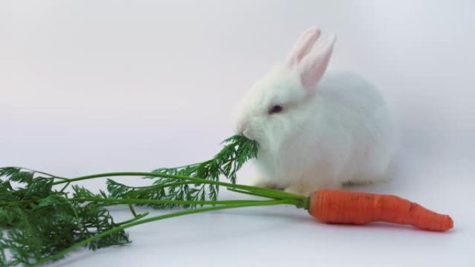 白矮兔吃白底胡萝卜。小可爱兔子吃素食。啮齿动物作为宠物的概念。胡萝卜复活节兔子。