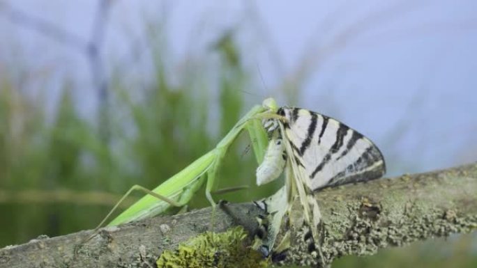 绿色螳螂坐在树枝上，吃被抓的大蝴蝶。欧洲螳螂 (mantis religiosa) 和稀缺凤蝶 (I