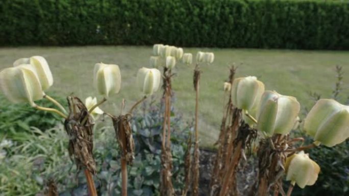 在爱沙尼亚的花园里仔细观察白花