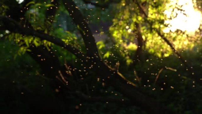 一群蚊子在日落的灯光下旋转。