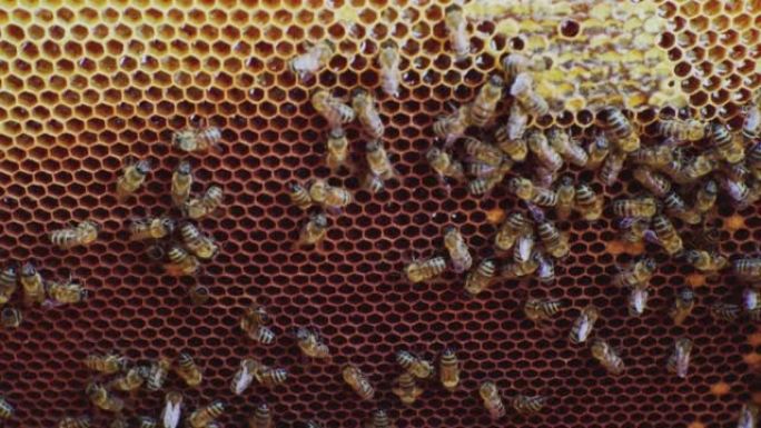 养蜂。蜜蜂在蜂巢内的梳子上工作。特写