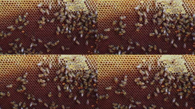 养蜂。蜜蜂在蜂巢内的梳子上工作。特写