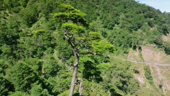 无人机在山上老树周围旋转的鸟瞰图