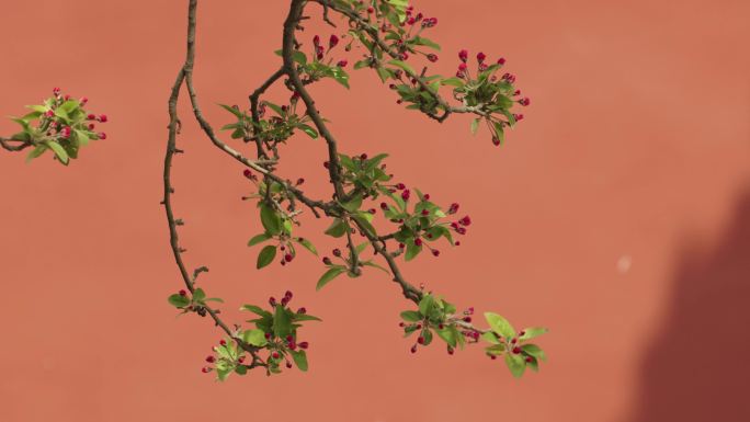 春天北京故宫博物院内绽放的海棠花