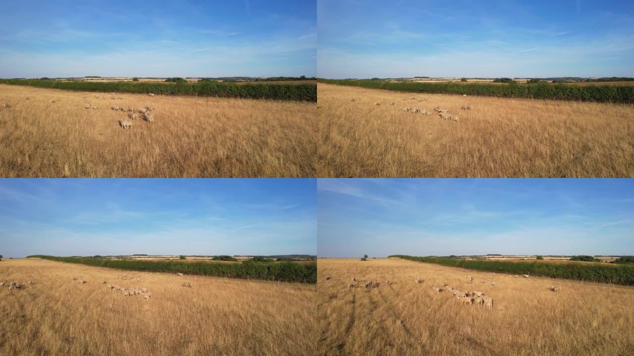 日落时分的绵羊和羔羊农场景观。