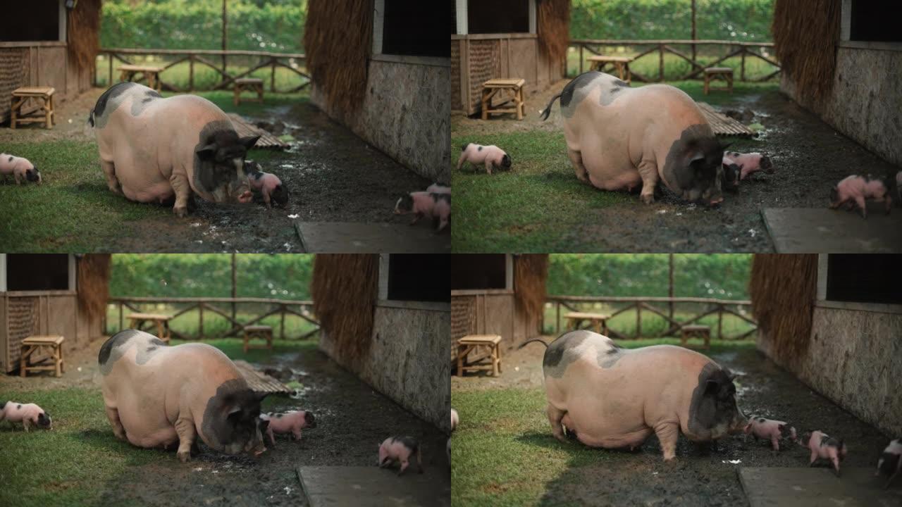 猪妈妈和她的小猪