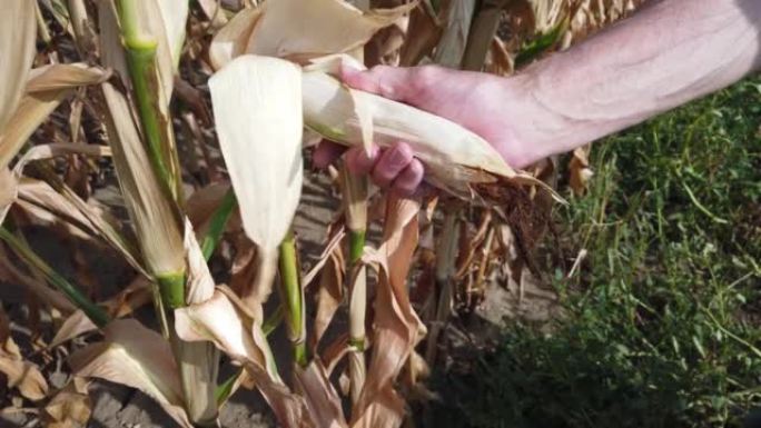 农民在夏末检查干旱影响的玉米植株