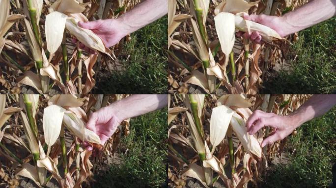 农民在夏末检查干旱影响的玉米植株