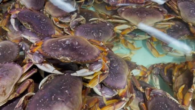 许多活的大蟹被挤在水箱里。美国的螃蟹