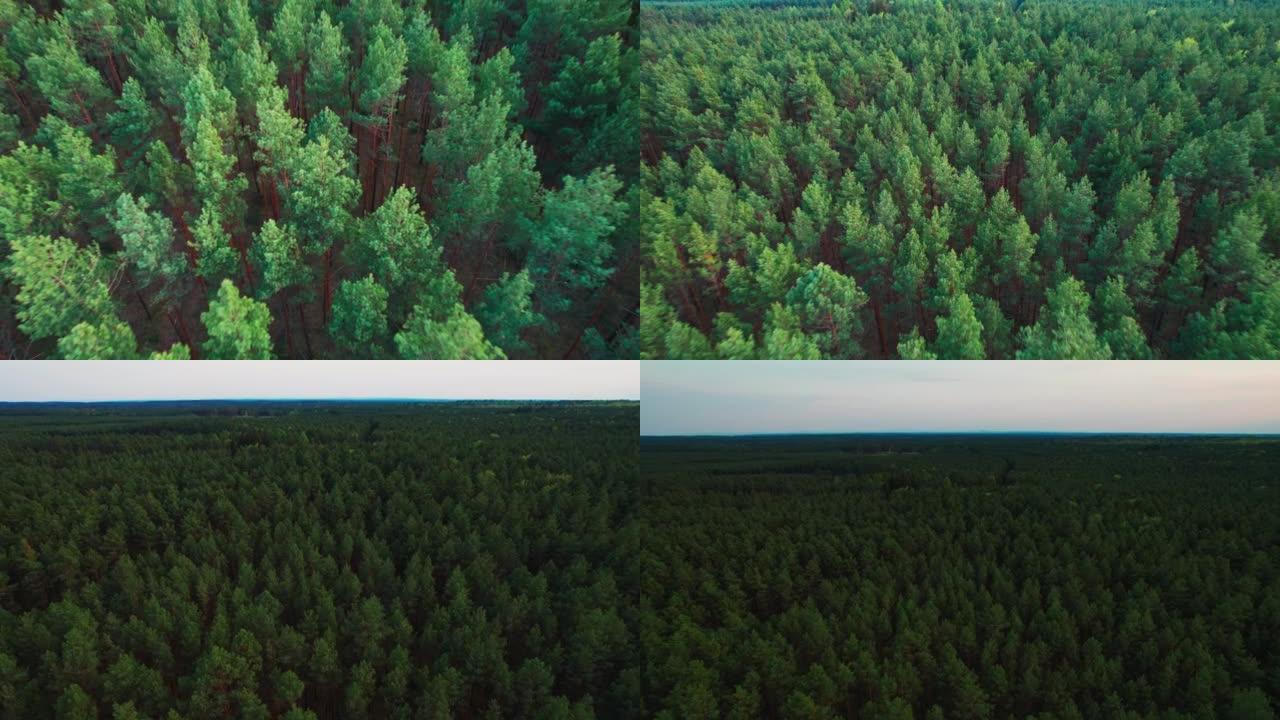 飞越森林。高大的树木。直升机上的景色。直升机搜索。摄像机的上升运动。版本9