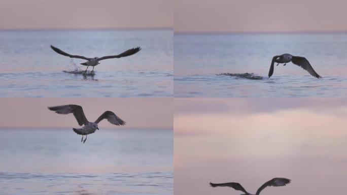 海鸥鸟飞越海水，天空中戏剧性的日出