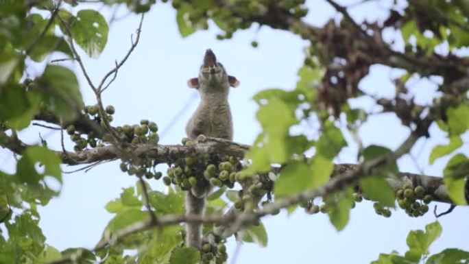 小齿棕榈果子狸在树上吃水果的场景，野生动物
