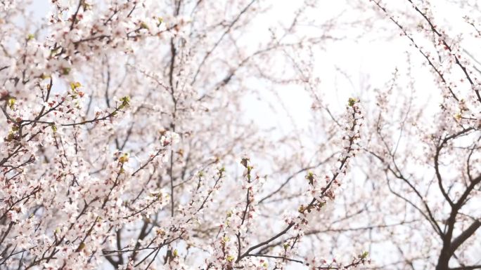 【60帧】春天风中摇曳的粉色樱花