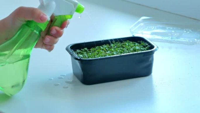在家里种植微型绿色植物。手柄将水喷洒在喷枪的豆芽上。