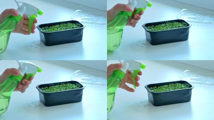 在家里种植微型绿色植物。手柄将水喷洒在喷枪的豆芽上。