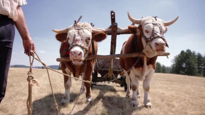牲畜农场的两只公牛，拉木制拖车
