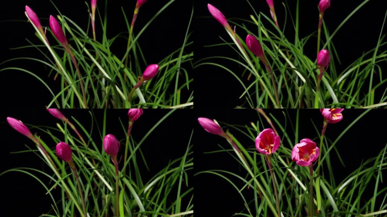粉红色雨莲的延时镜头也被称为玫瑰粉红色和风百合或仙女百合花，从芽到全花的花朵生长在黑色背景上，4k视
