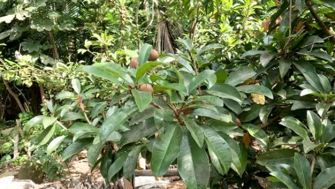 Manilkara zapota植物，俗称人参皂苷，naseberry，nispero或chicle