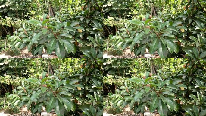Manilkara zapota植物，俗称人参皂苷，naseberry，nispero或chicle