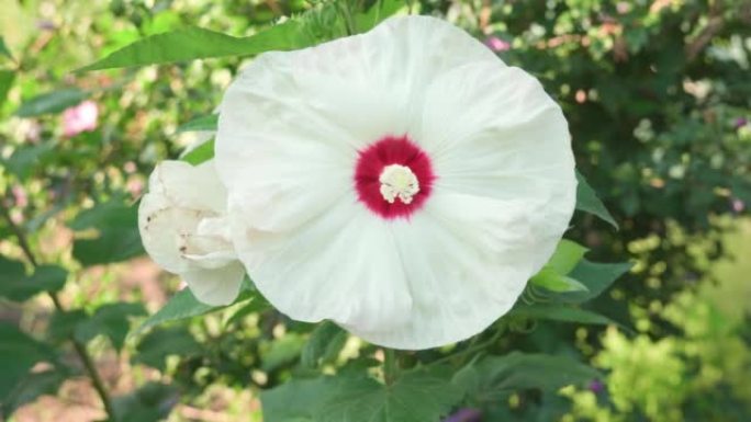 花园里生长着盛开的白色芙蓉花。特写。