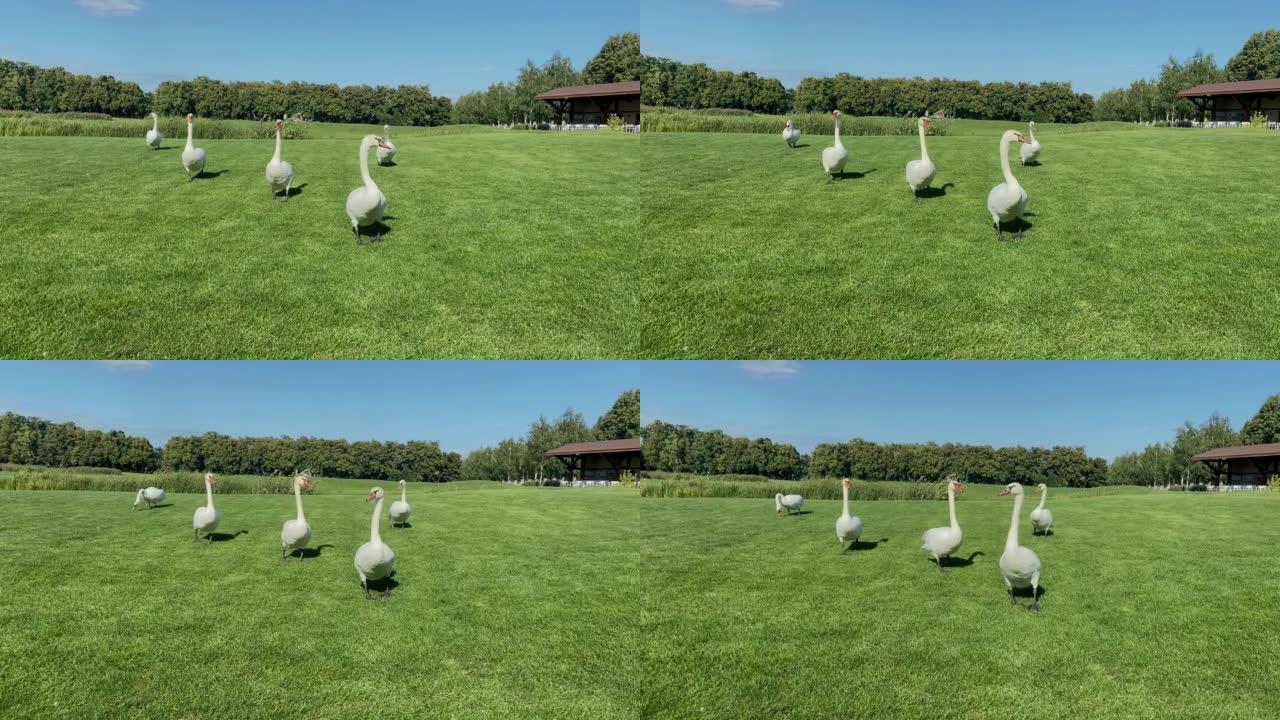 一群优雅的白天鹅在乡村绿色的草地草坪上蹒跚地走在外面。