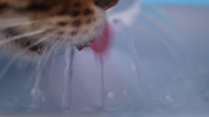 特写。猫从动物饮水机里喝水。很好的预防肾脏疾病。孟加拉猫用舌头捕捉水柱