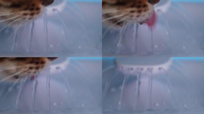 特写。猫从动物饮水机里喝水。很好的预防肾脏疾病。孟加拉猫用舌头捕捉水柱