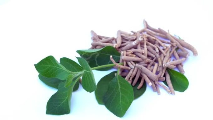 Ashwagandha干根药材，带新鲜叶子，也称为Withania Somnifera