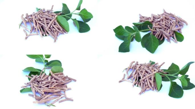 Ashwagandha干根药材，带新鲜叶子，也称为Withania Somnifera